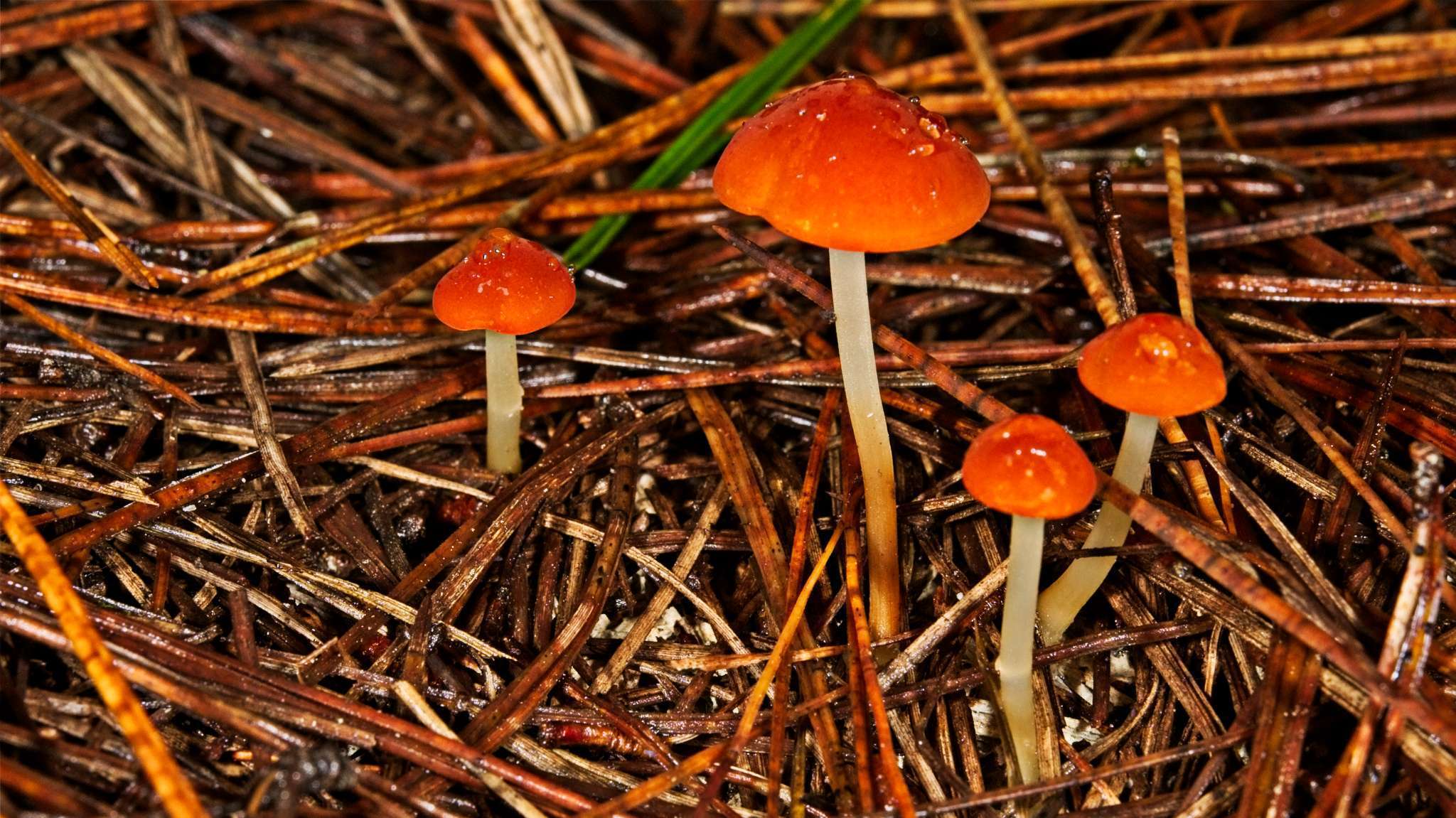 Image of Marasmius elegans (Cleland) Grgur. 1997