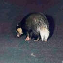 Image of Northern Hog Badger