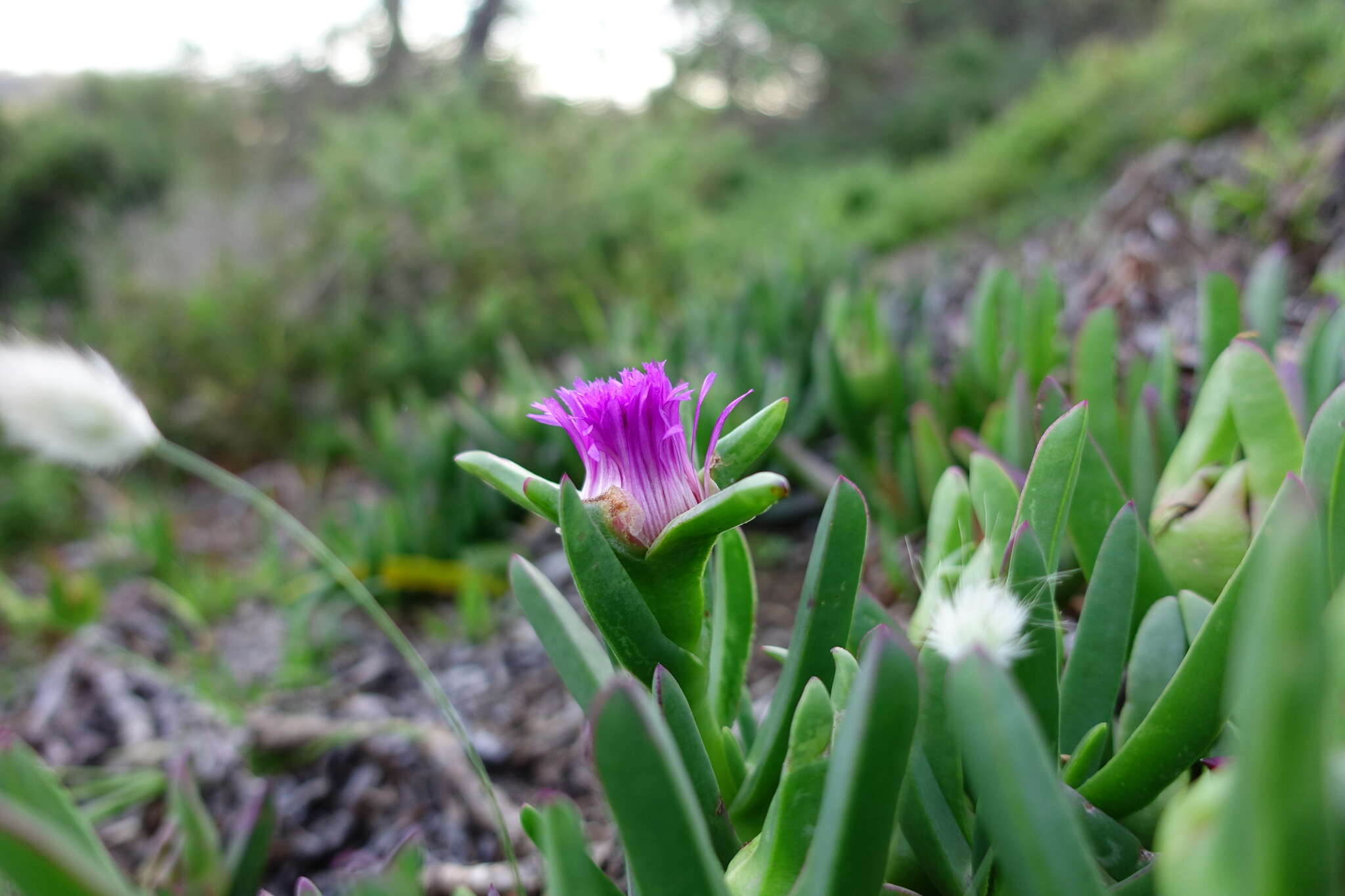 Imagem de Carpobrotus aequilaterus (Haw.) N. E. Br.