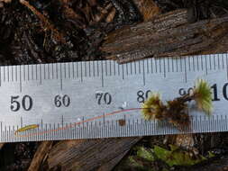 Image of Rosulabryum subtomentosum Spence 1996