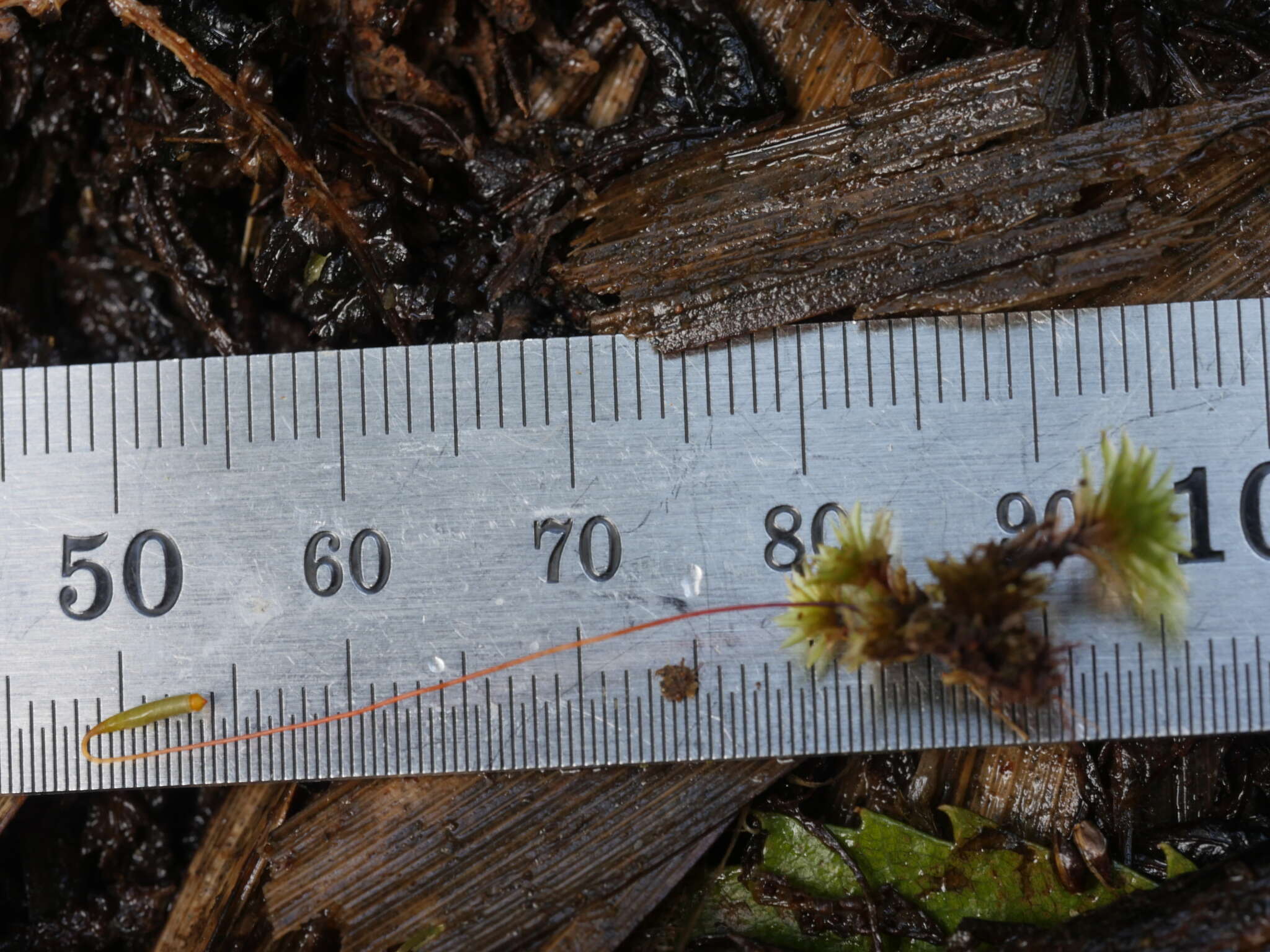 Image of Rosulabryum subtomentosum Spence 1996