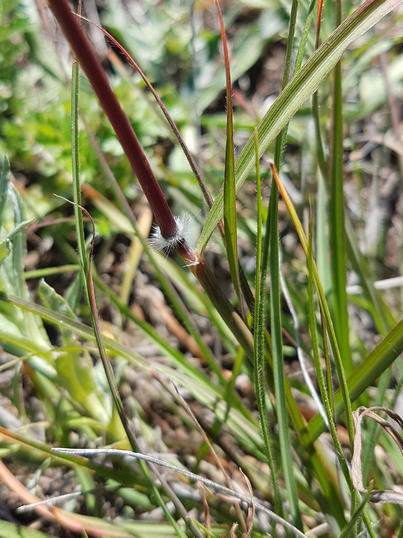 Sivun Sorghum leiocladum (Hack.) C. E. Hubb. kuva