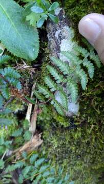 Imagem de Athyrium oppositipennum var. pubescens (Tag.) Tag.