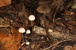 Imagem de Entoloma nodosporum (G. F. Atk.) Noordel. 1979