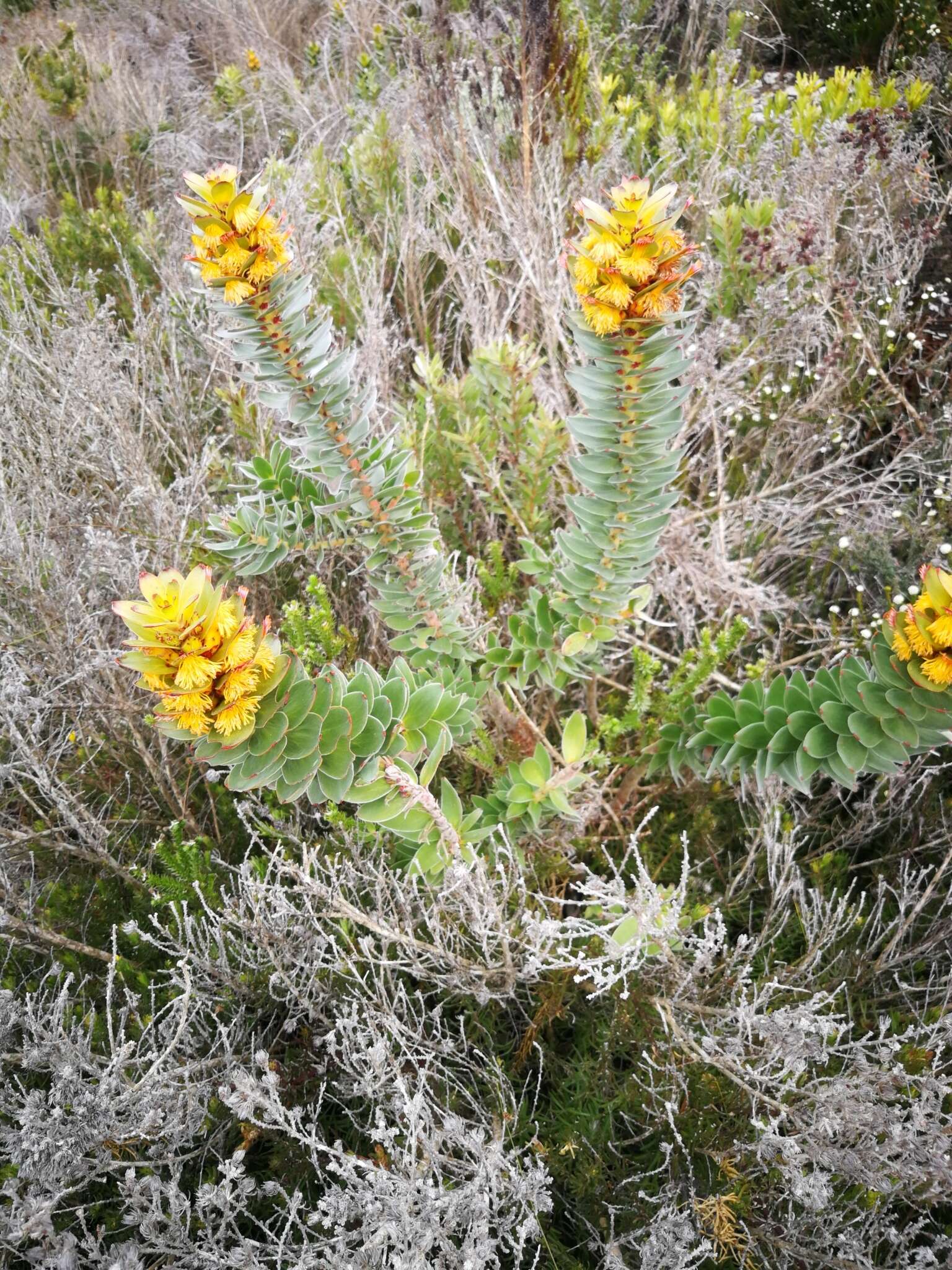 Imagem de Mimetes saxatilis Philips