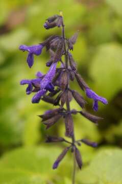 Salvia concolor Lamb. ex Benth. resmi