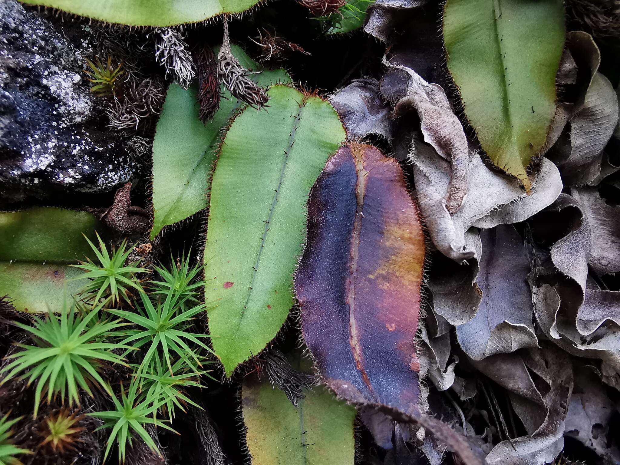 Image of Elaphoglossum hybridum (Bory) Brack.