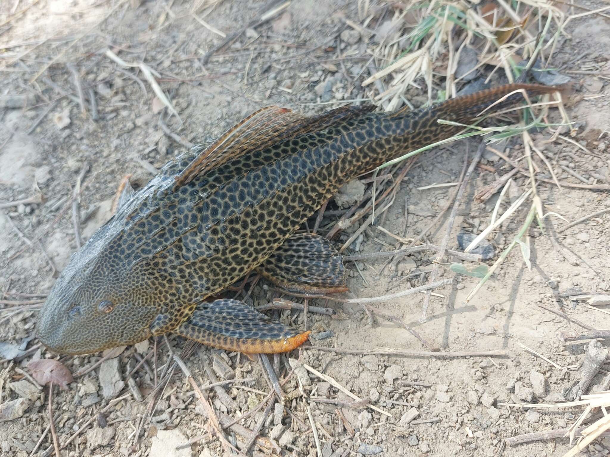 Image of Long-fin armored catfish