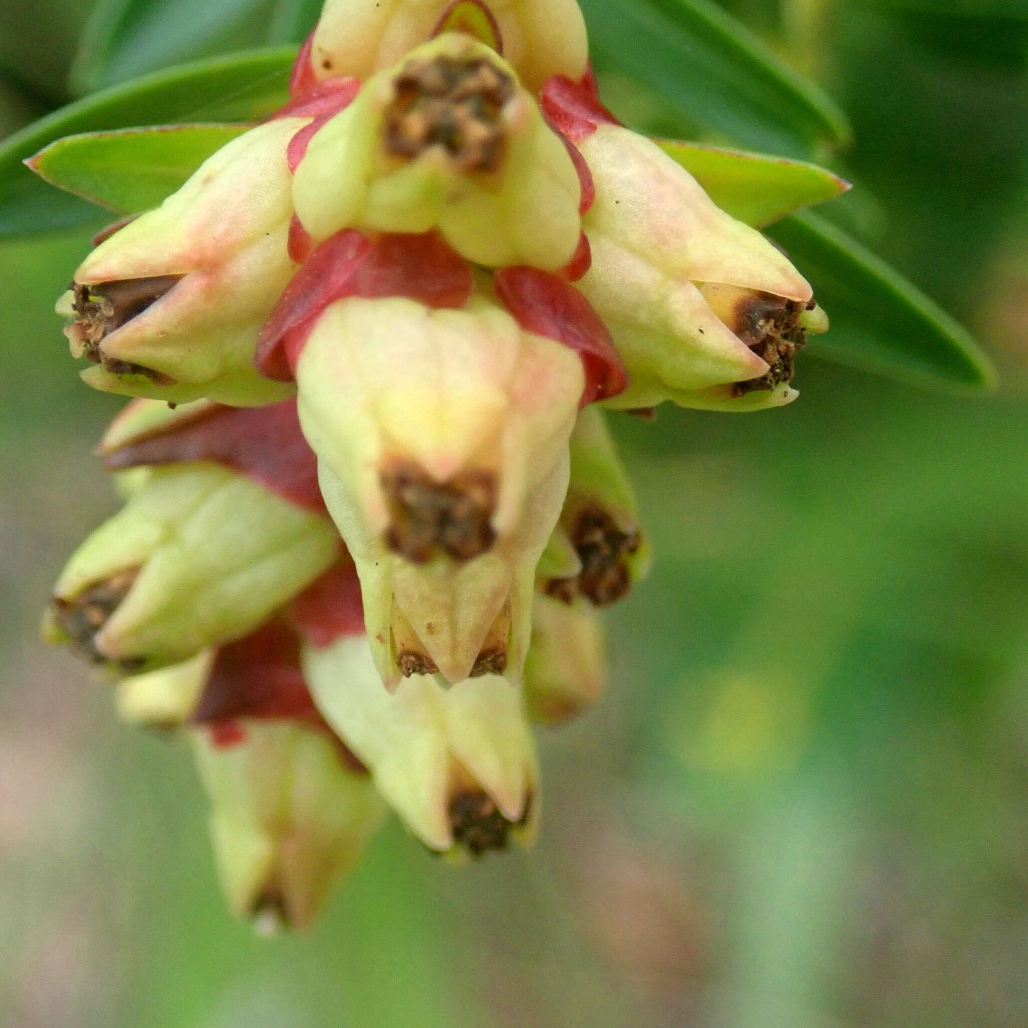 Penaea cneorum subsp. gigantea R. Dahlgren的圖片