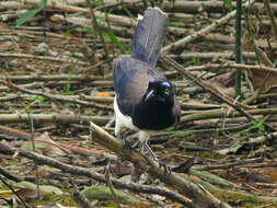 Imagem de Cyanocorax affinis Pelzeln 1856