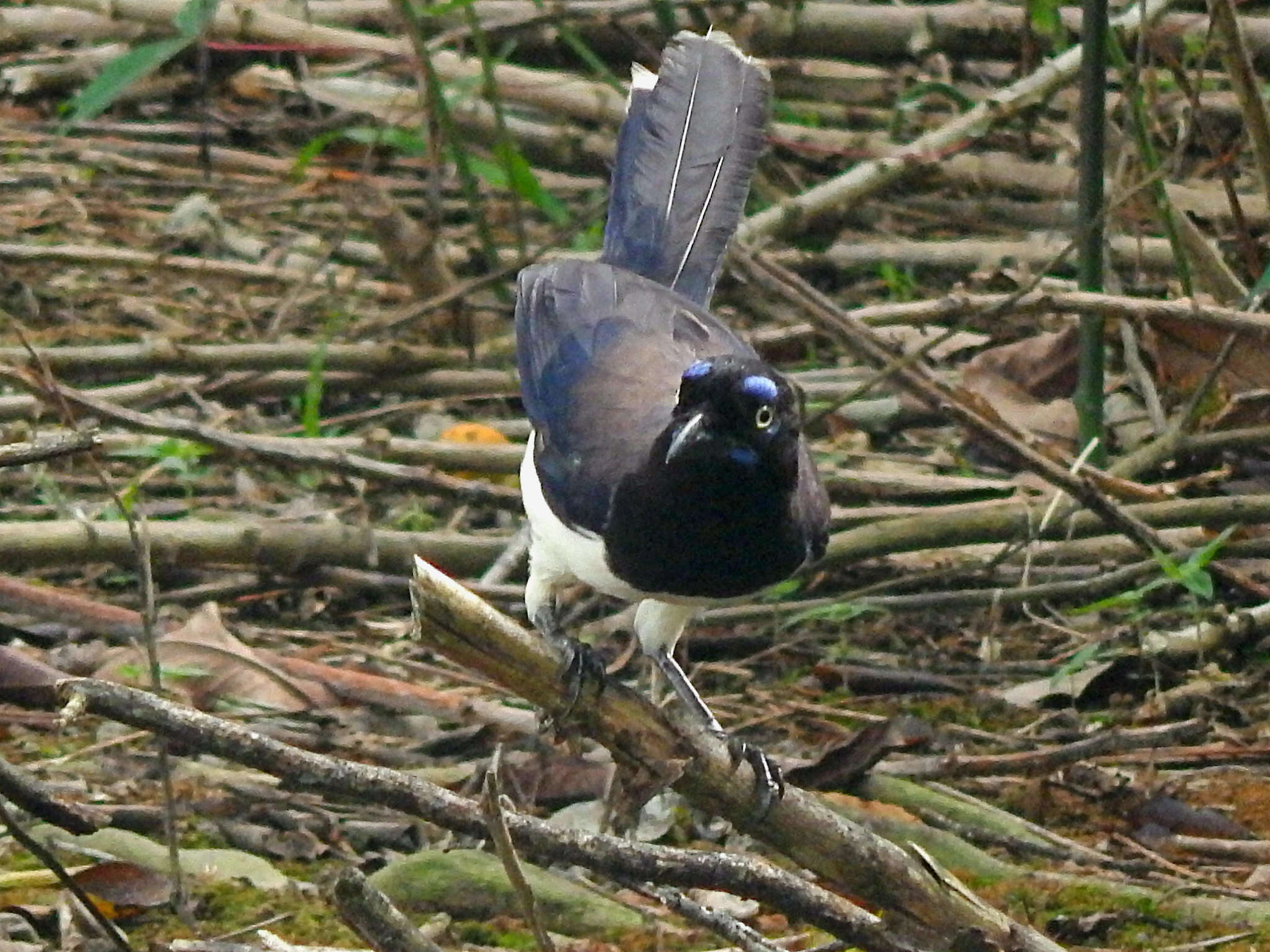 Image of Black-chested Jay