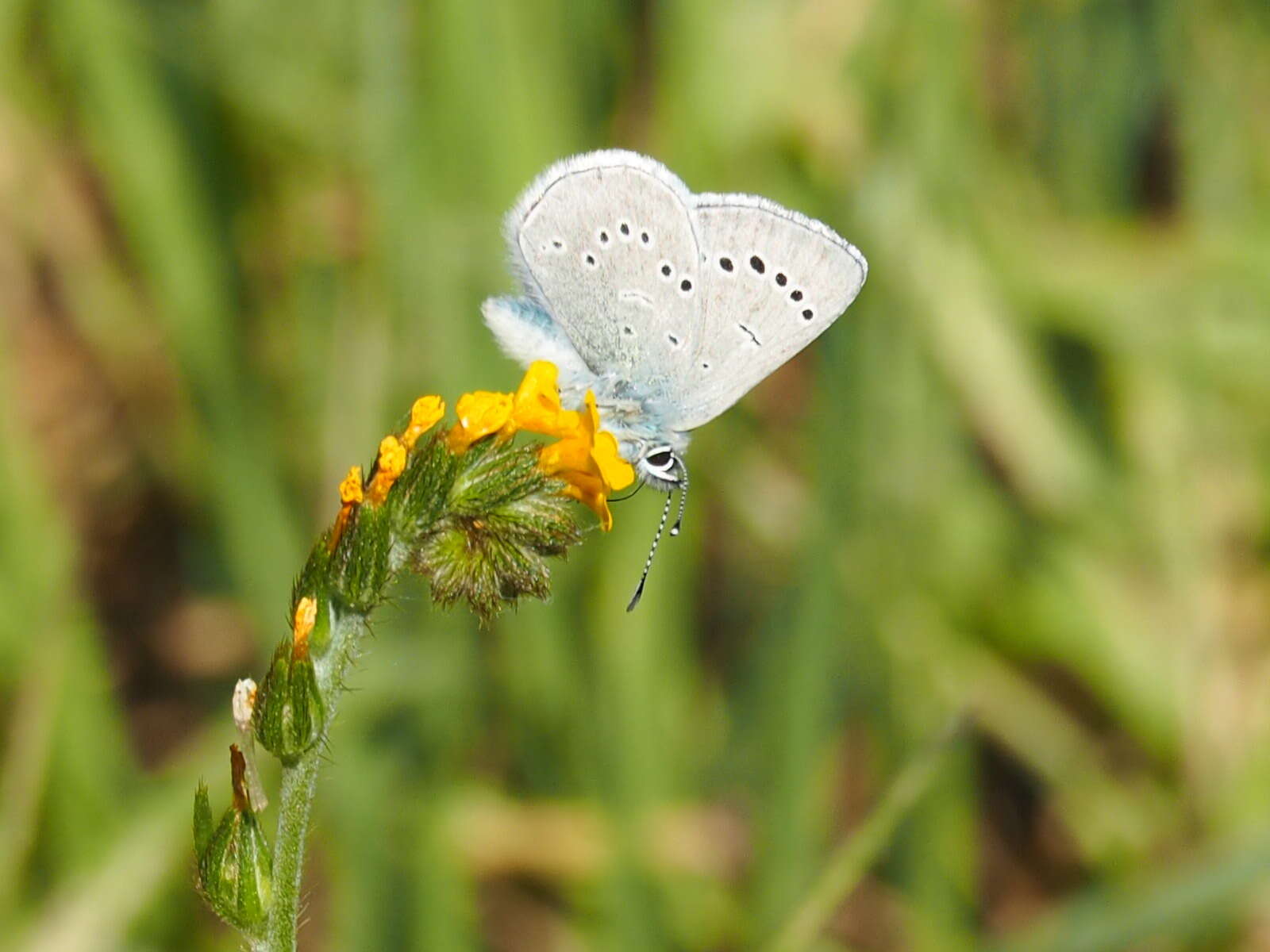 Image of Menzies' fiddleneck