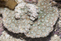 Image of Duncanopsammia peltata