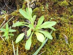 Image of Primula laurentiana Fern.