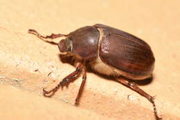 Image of Rhopaea magnicornis Blackburn 1888