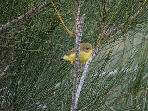 Image of Yellow Thornbill