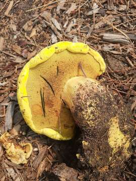 Image of Buchwaldoboletus sphaerocephalus (Barla) Watling & T. H. Li 2004