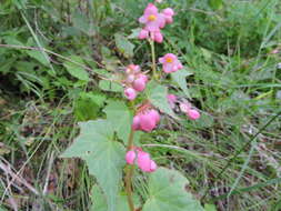 Image of Begonia palmeri S. Watson