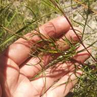 Tagetes linifolia Seaton resmi