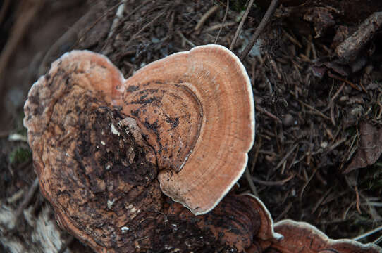 Image of Heterobasidion parviporum Niemelä & Korhonen 1998