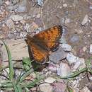 <i>Melitaea sindura</i> resmi