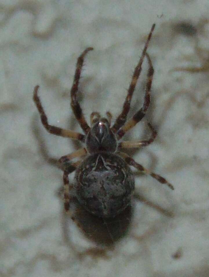 Image of Gray Cross Spider