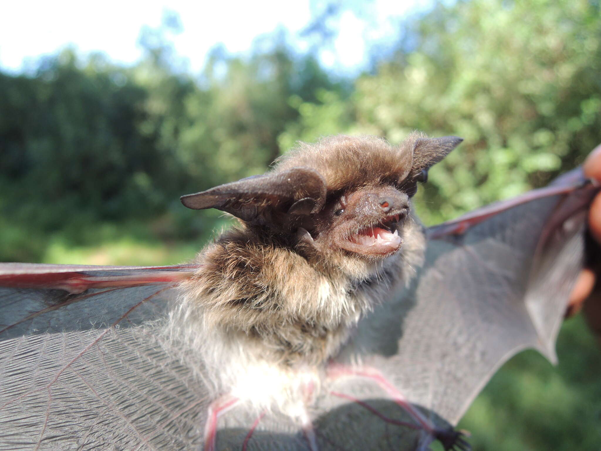 Image of De Winton's Long-eared Bat -- De Winton's Long-eared Bat