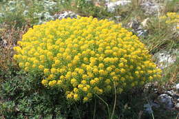 Sivun Alyssum tortuosum Waldst. & Kit. ex Willd. kuva