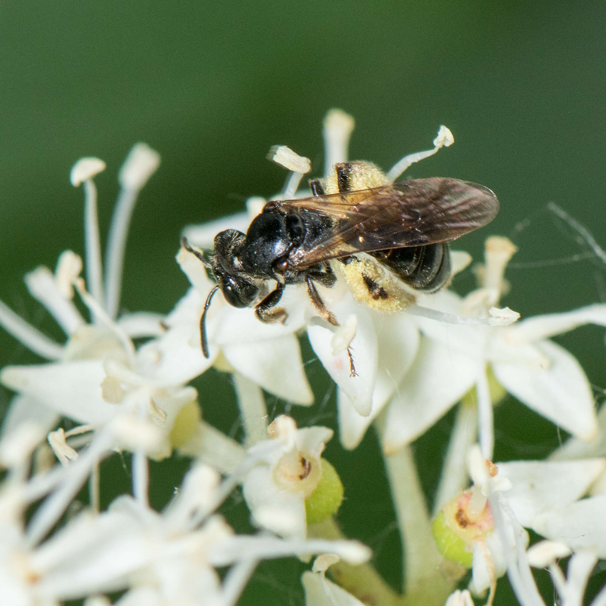 Image of Andrena integra Smith 1853