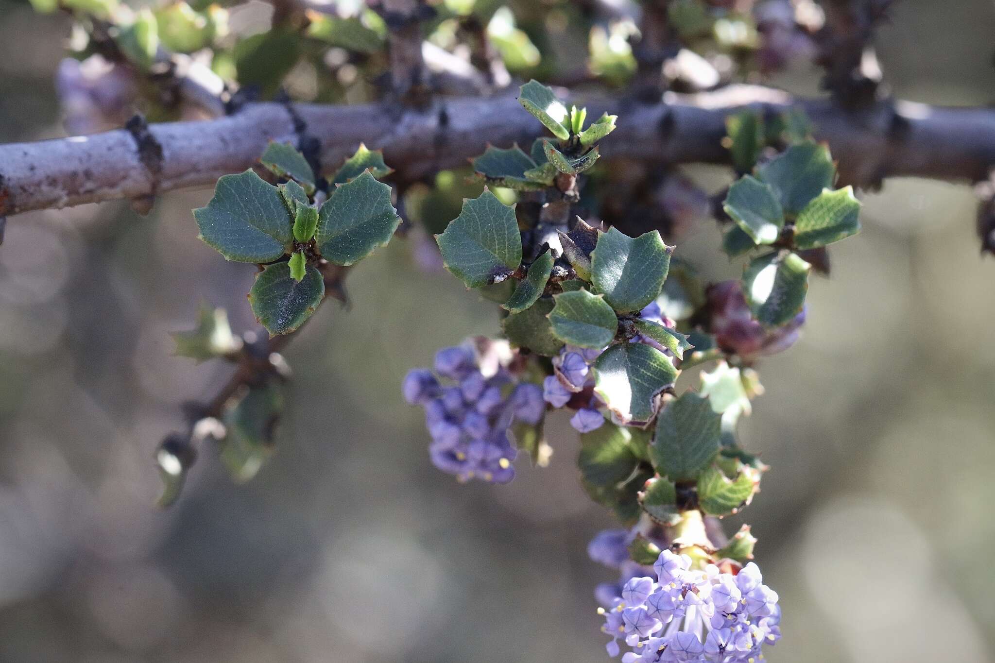 Image of Mason's ceanothus