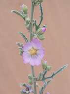 Image of hot springs globemallow