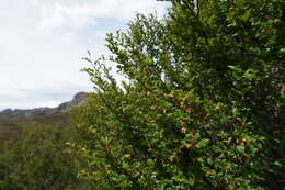 Image of Nothofagus gunnii (Hook. fil.) Oerst.