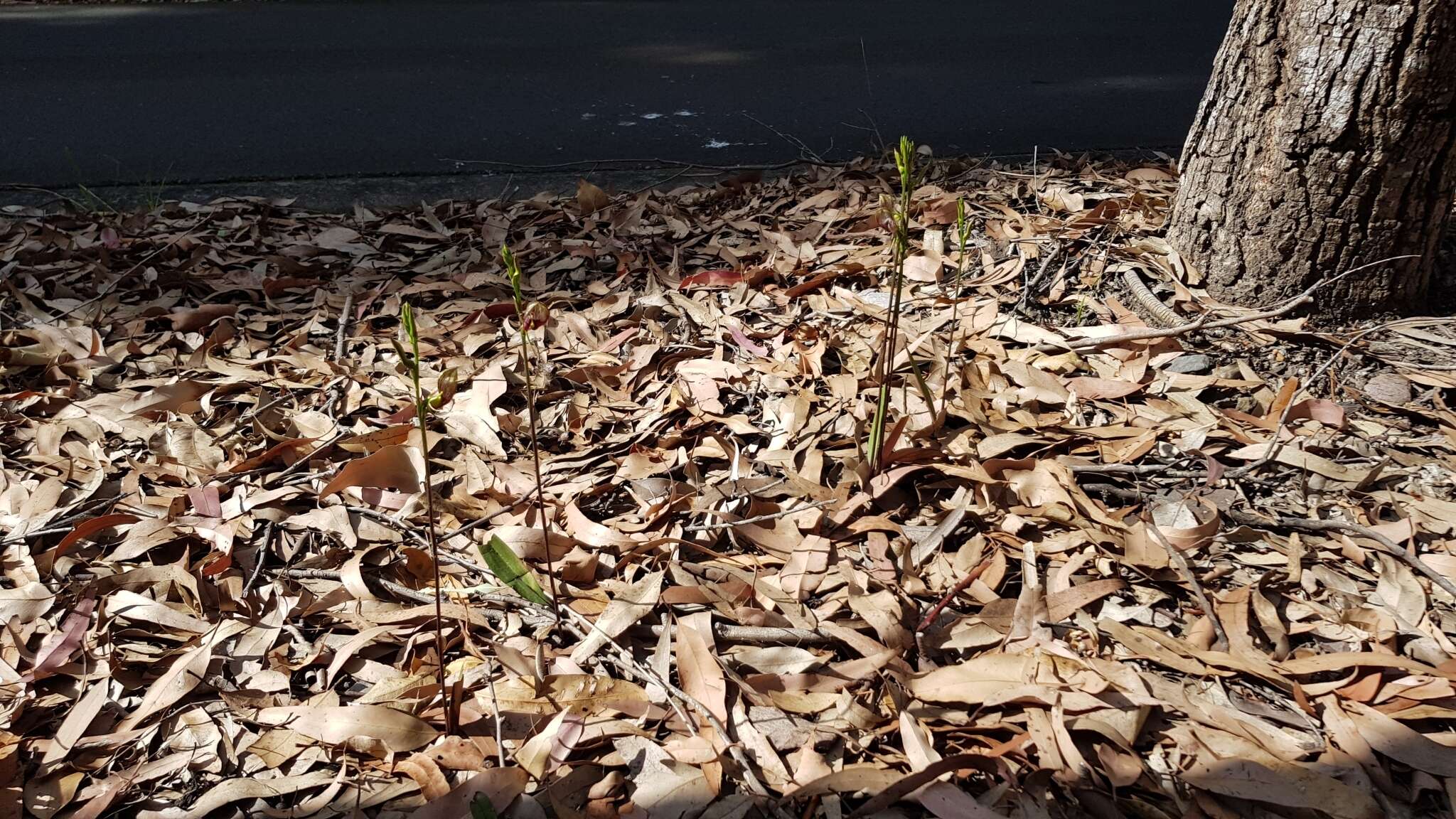 Image of Bonnet orchid