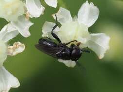 Image of Litophasia hyalipennis (Fallen 1815)