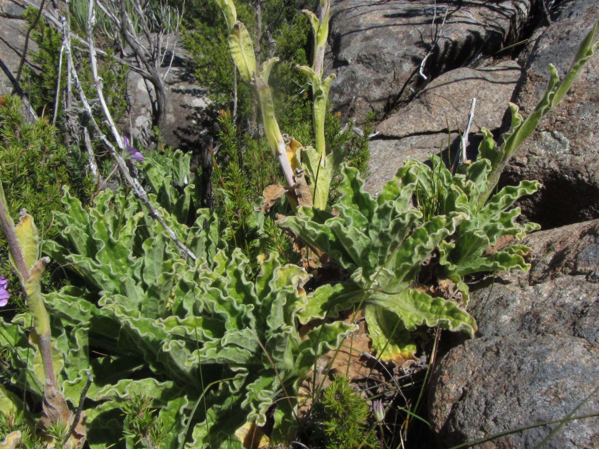 Helichrysum tenax M. D. Henderson resmi