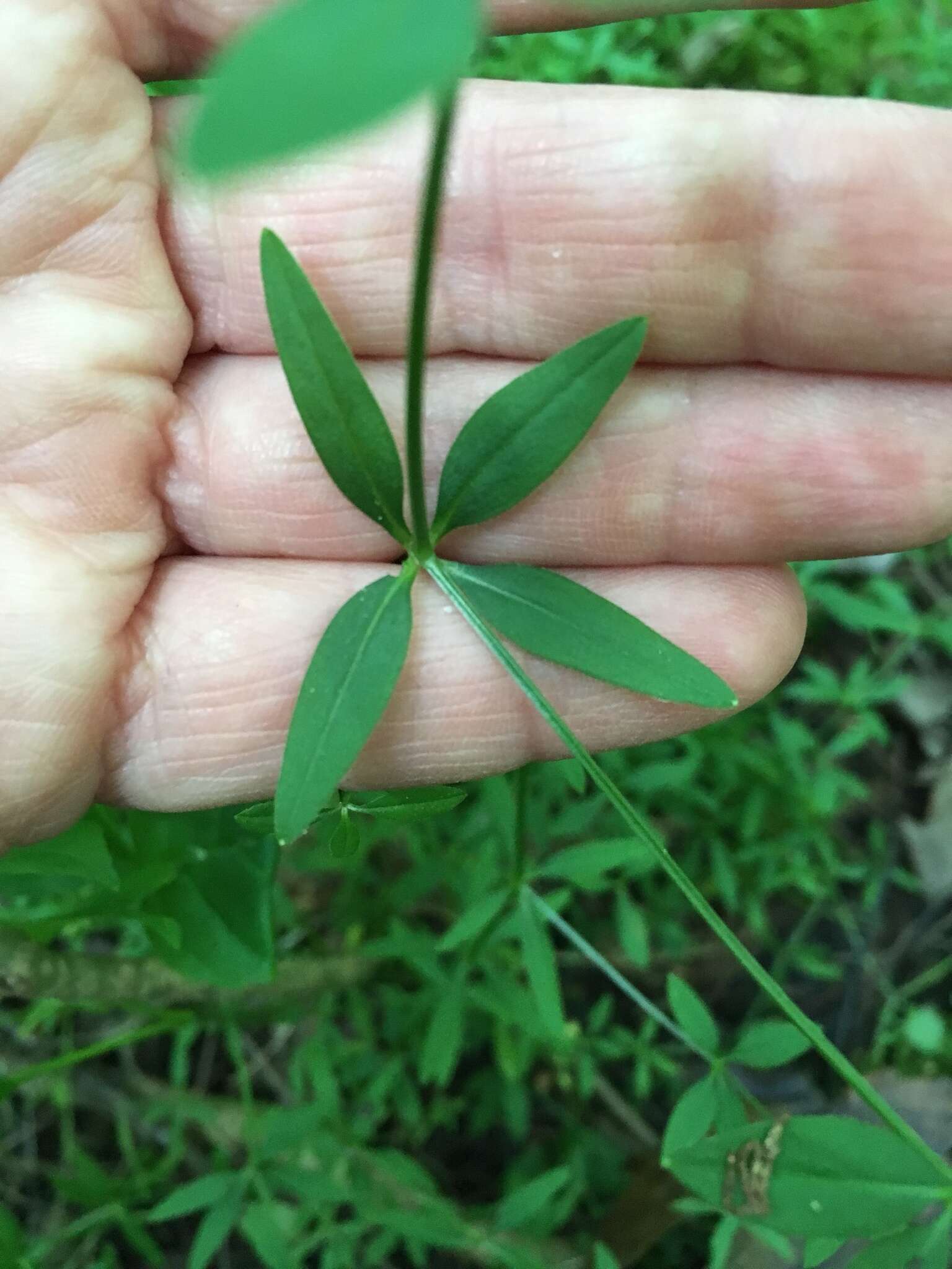 Imagem de Galium lanceolatum (Torr. & A. Gray) Torr.