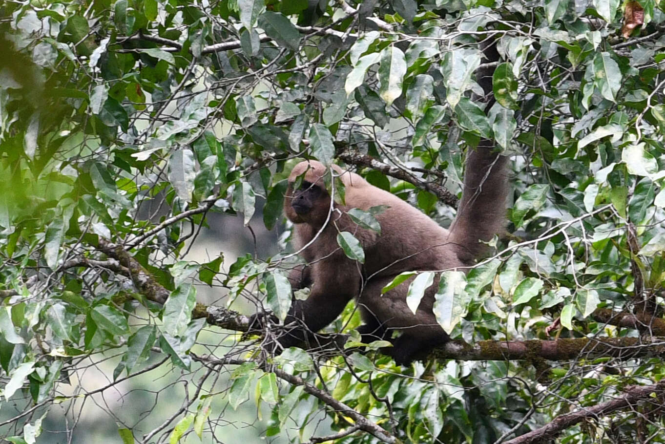 Image of Colombian Woolly Monkey