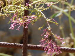 Image of Centranthus longiflorus Stev.