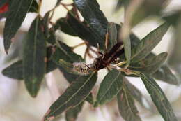 Image of Polistes comanchus navajoe Cresson 1868