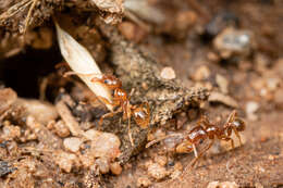 Image of Pheidole spadonia Wheeler 1915