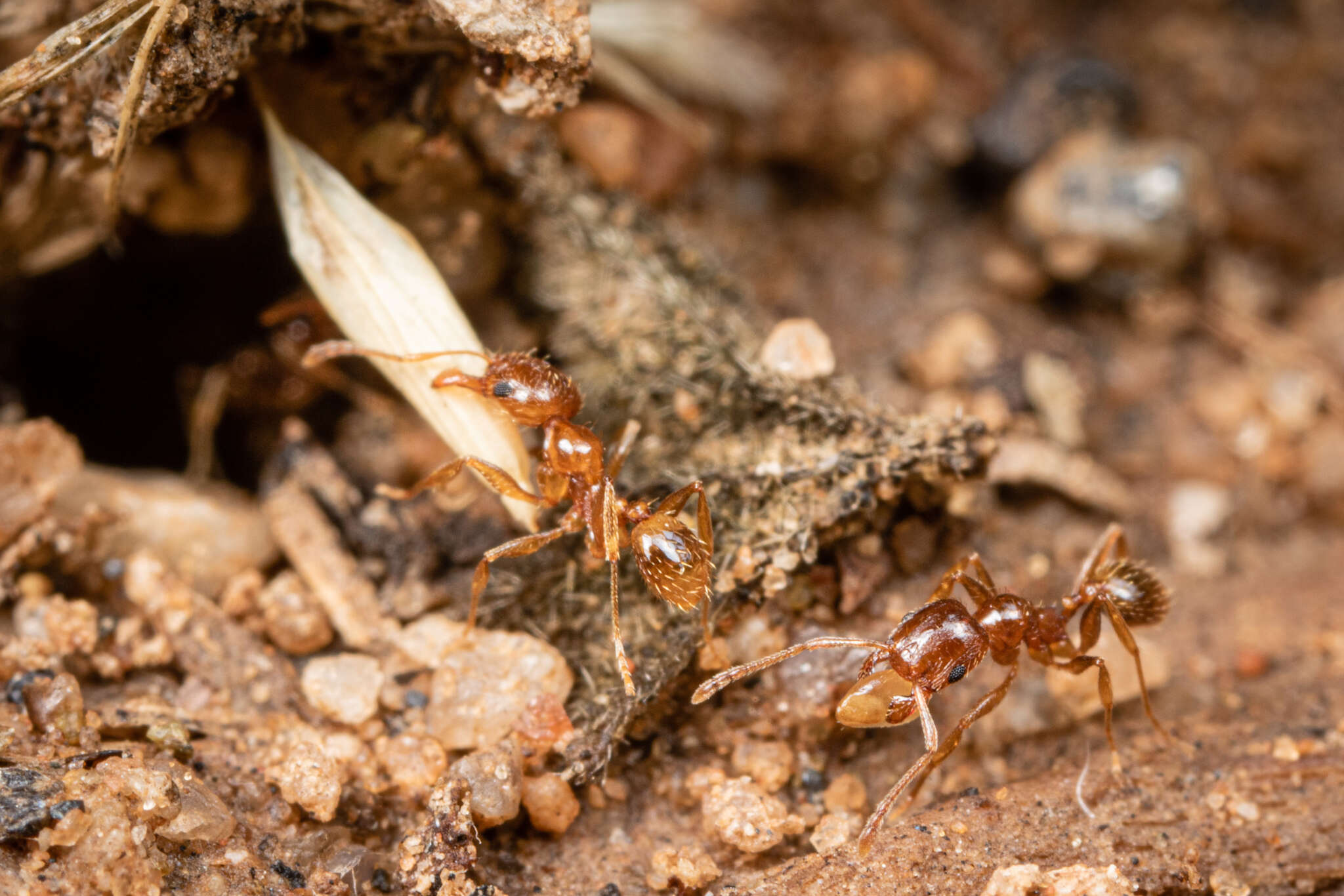 Image of Pheidole spadonia Wheeler 1915