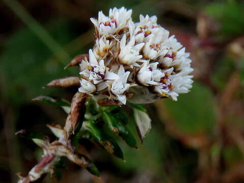 Image of Spreading Blombush
