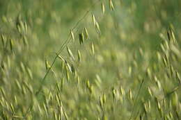 Image of wild oat