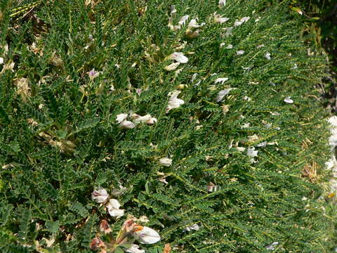 Imagem de <i>Astragalus terraccianoi</i>