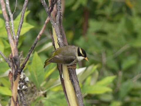 Image of Strong-billed Honeyeater