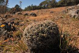 Image of Coryphantha recurvata subsp. canatlanensis