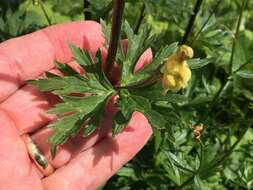 Imagem de Aconitum lycoctonum L.