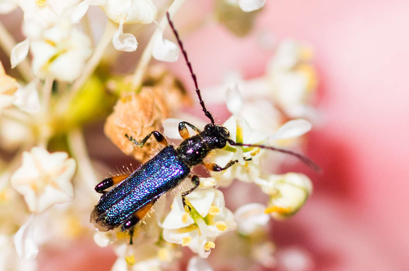 Sivun Callimus (Lampropterus) cyanipennis (Le Conte 1873) kuva