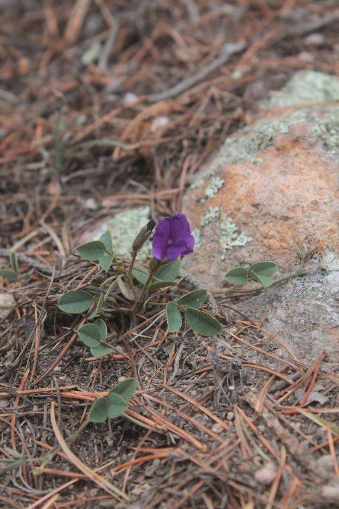 Image of Lemmon's cologania