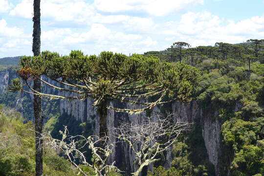 Image de Pin du Paraná